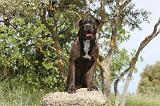 CANE CORSO 026
